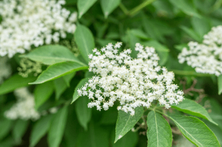 skoroceľ kopijovitý (Plantaginaceae) suchý kašeľ, potláča kašeľ aj u detí, zmiernenie podráždenia sliznice pri kašli