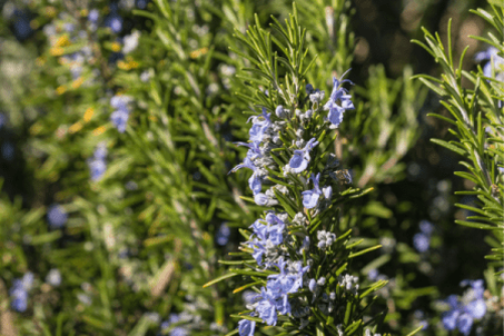 baza čierna (Adoxaceae) prechladnutie, kašeľ, dýchacie cesty, protizápalové, antioxidačné, skrátenie doby liečenia prechladnutia